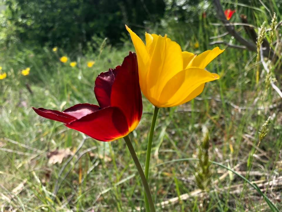 Tulipa Albanica 