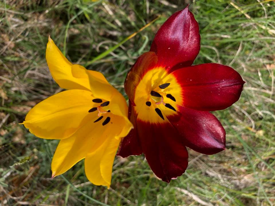 Tulipa Albanica