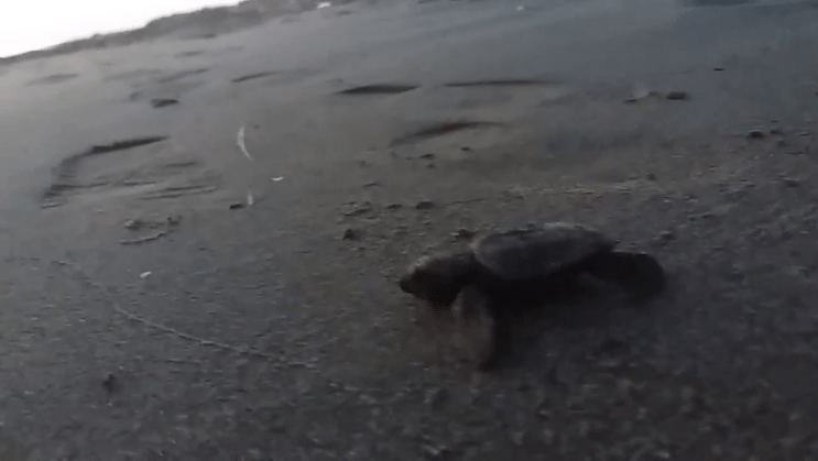 Rare Sight as 50 Loggerhead Sea Turtles Hatched in Divjaka – Karavasta ...