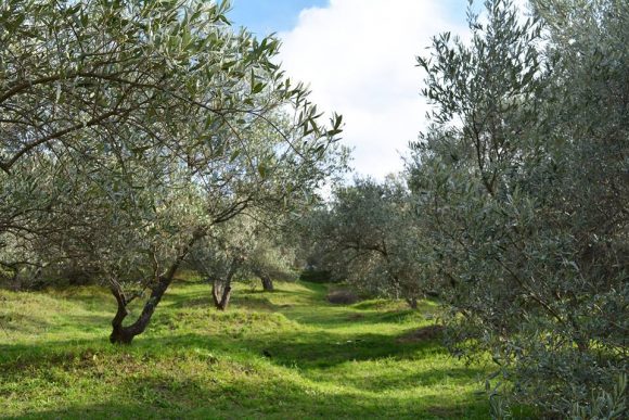 Olive Cultivation on the Rise in Albania • IIA