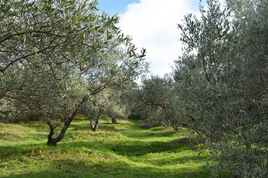 Southern Albania Olive Farming Sector Set to Grow • IIA