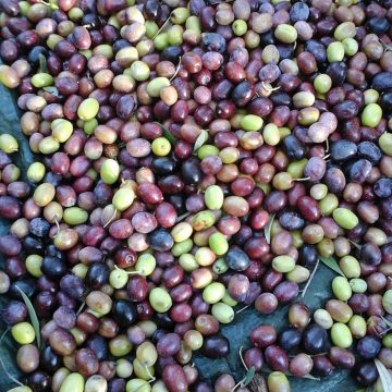 Albanians Consume 10 kg of Olives per Year