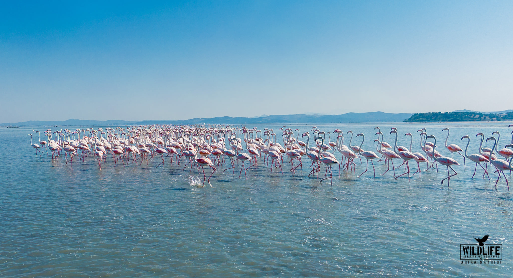Flamingos in Vjosa-Narta