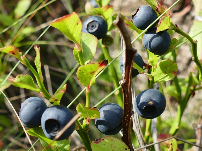 Albanian Products: Blueberries