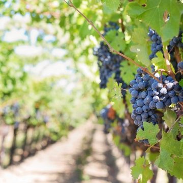 German Govt to Support Albanian Agriculture and Viniculture